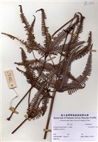 藏品(芒萁)的圖片